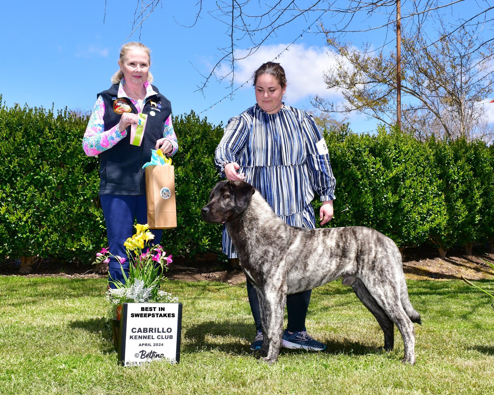 Brindle Anatolian Shepherd Puppy wins Best Puppy in Sweepstakes, April 2024